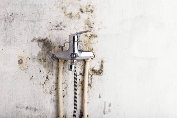 Best Best Mold Removal Companies  in Thermopolis, WY