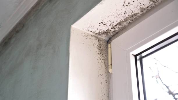 Best Mold Removal Specialists  in Thermopolis, WY