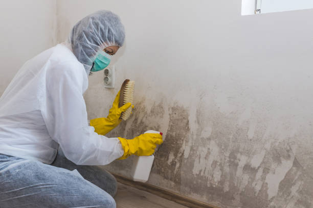 Best Residential Mold Removal  in Thermopolis, WY
