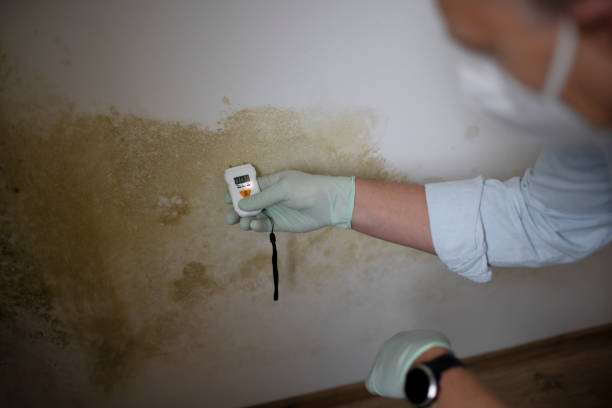 Best Attic Mold Removal  in Thermopolis, WY