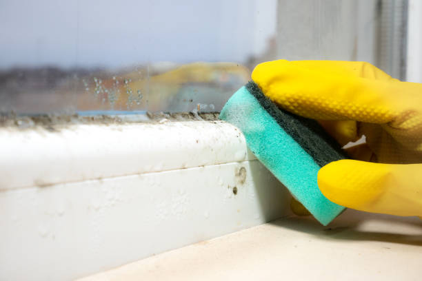 Best Mold Cleaning Services  in Thermopolis, WY