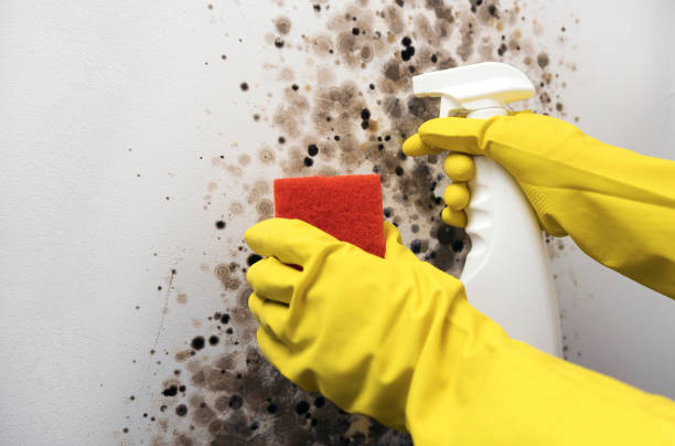 Best Commercial Mold Removal  in Thermopolis, WY