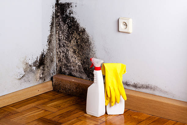 Best Mold Testing  in Thermopolis, WY