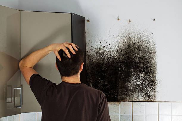 Best Local Mold Removal Service  in Thermopolis, WY