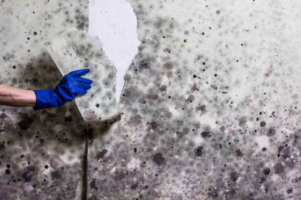 Best Water Damage Restoration  in Thermopolis, WY